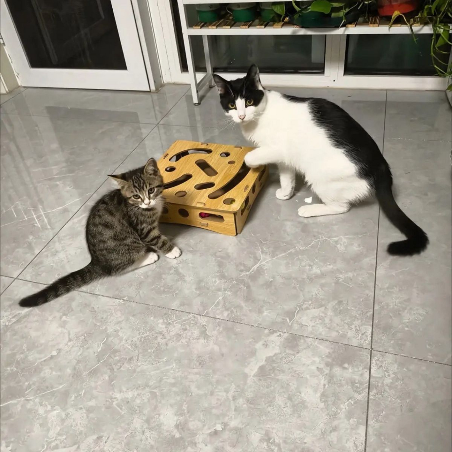 Interactive Cat Toy - Wooden Ball Maze with Bell Balls